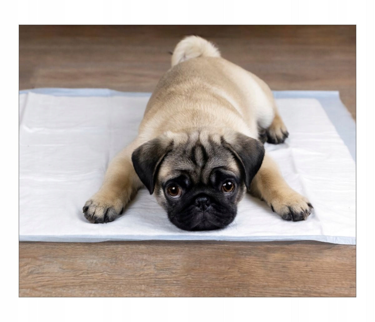 Tapis d'entraînement pour animaux et maison – vue détaillée 5
