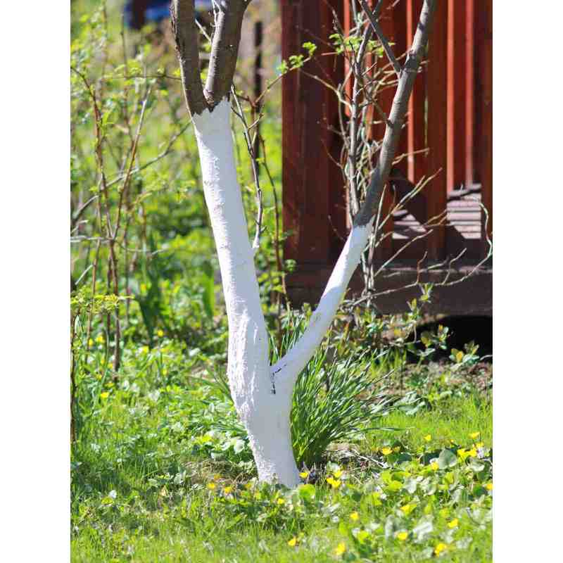 Chaux pour Blanchiment des Arbres, Arbustes et Désacidification du Sol, 2kg Biovita
