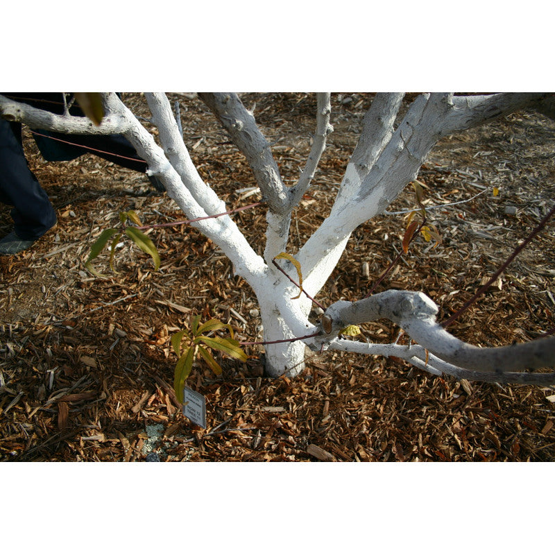 Lime pour blanchir les troncs d'arbres et acidifier le sol 2Kg Biovita