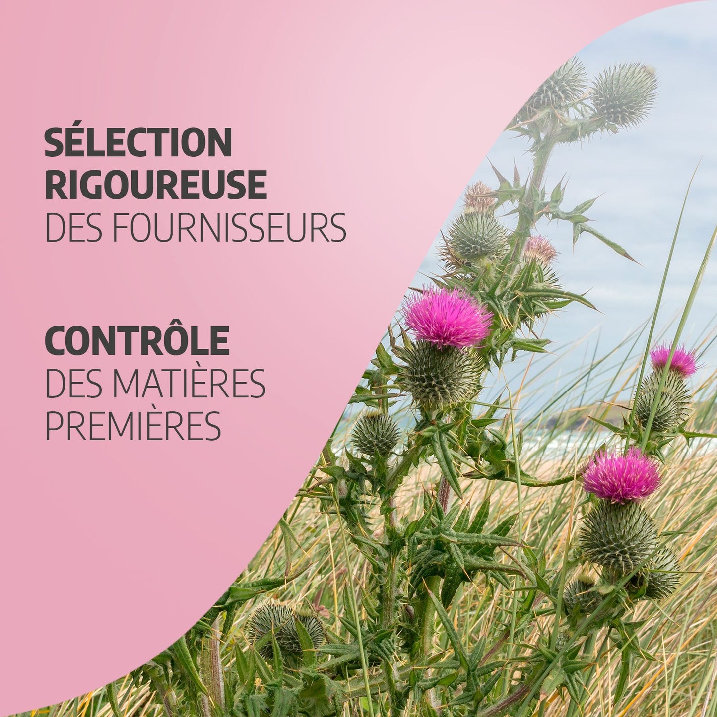 Chardon-Marie Biologique | 900 mg/jour | Silybum marianum | Certifié Ecocert | 200 Gélules