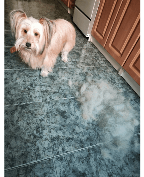 Le peigne enlève les poils morts du sous-pelage du chien.