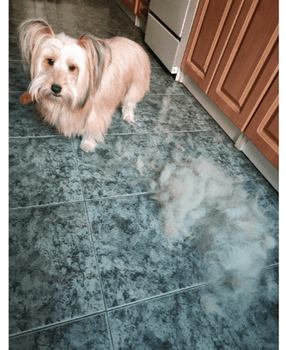 Le peigne enlève les poils morts du sous-pelage du chien.