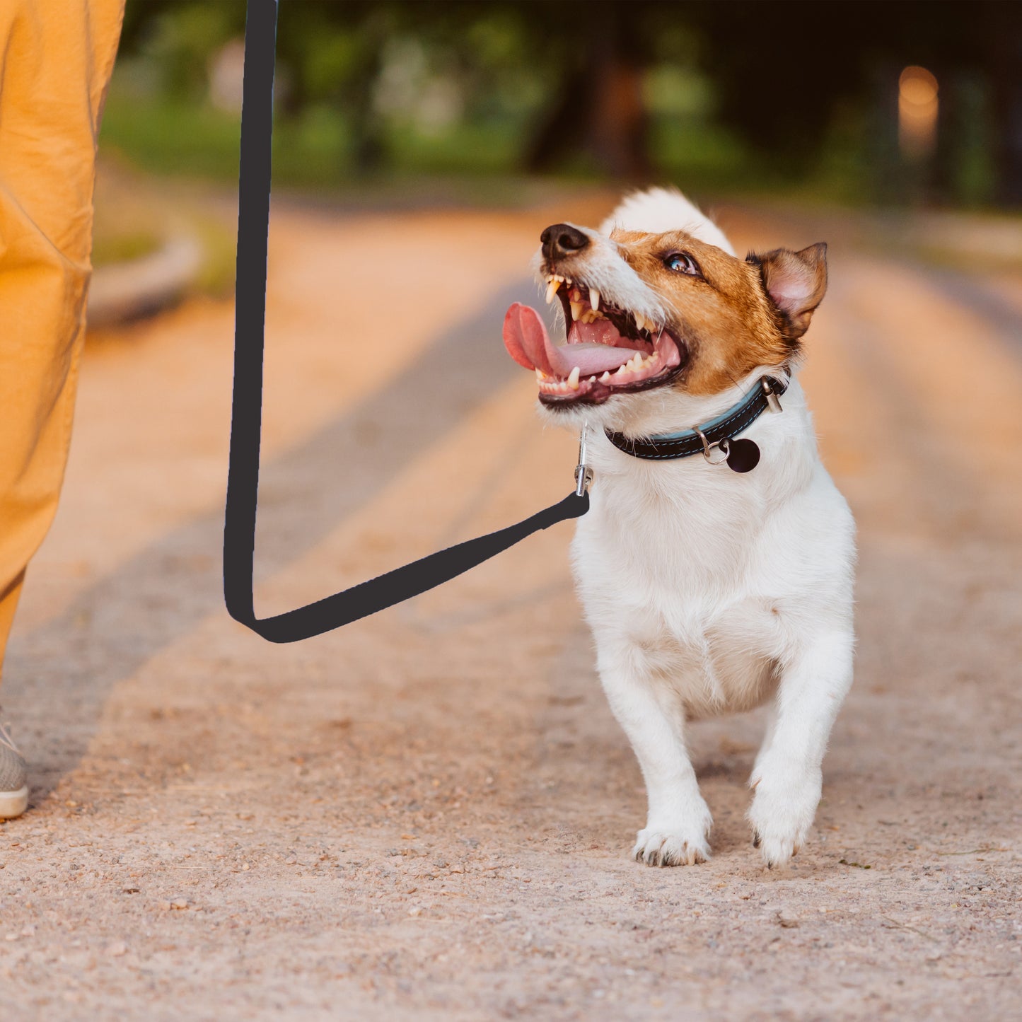 Laisse Automatique RETOO PetCare pour Chiens et Chats, avec Verrouillage, Bande Rétractable Flexi 5m, Mécanisme de Verrouillage, Idéale pour Petits Chiens Jusqu'à 15 kg, Poignée Confortable, Bande Durable avec Frein, Laisse avec Clip Robuste, Marche Confo