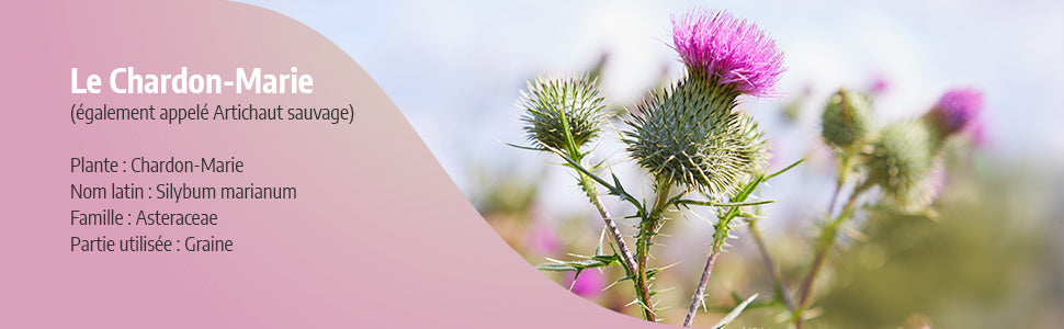 Chardon-Marie Biologique | 900 mg/jour | Silybum marianum | Certifié Ecocert | 200 Gélules