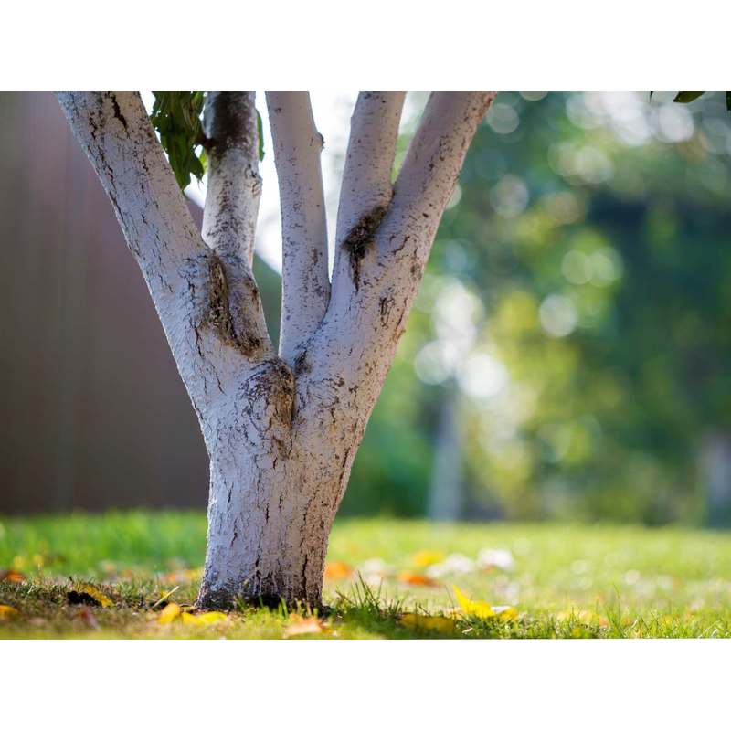 Lime pour blanchir les troncs d'arbres et acidifier le sol 2Kg Biovita