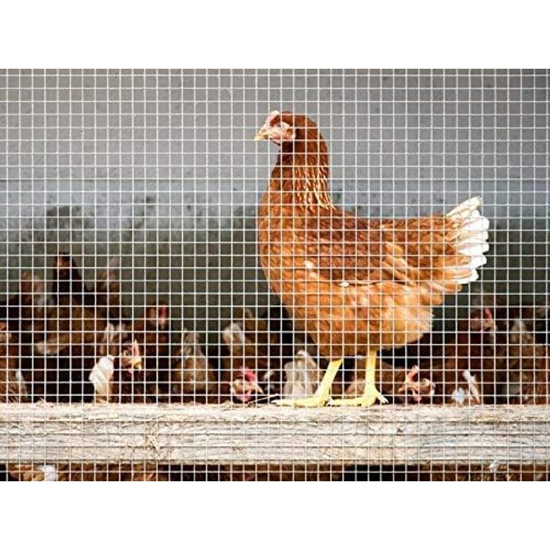 Grille en fil de fer à mailles fines – Taille de maille 6,3 mm – Galvanisée – Rouleau extra long – Grille métallique pour volières, clôtures pour lapins et barrière de jardin contre les rongeurs (jardinière surélevée)