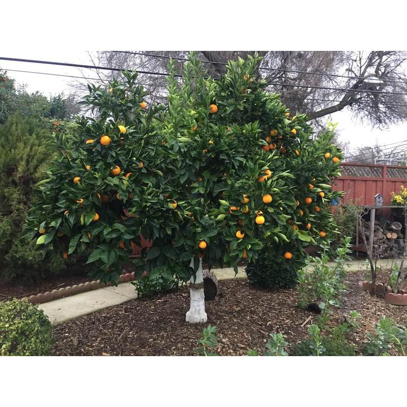 Chaux pour Blanchiment des Arbres, Arbustes et Désacidification du Sol, 2kg Biovita