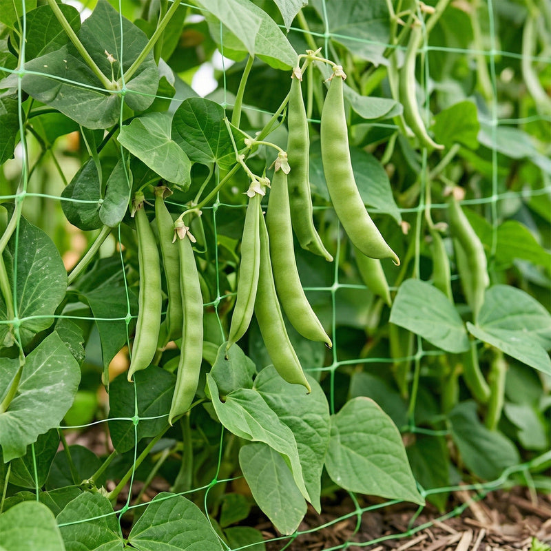 Garden Net for Climbing Plants 1.2×20M Support for Growing Cucumbers, Beans And Climbing Flowers, Durable Net with 15 × 17 Cm Mesh Ensuring Stable Plant Guidance in Vertical And Better Access to Light, Net for Cucumbers, Net for Tomatoes, Elastic Construc