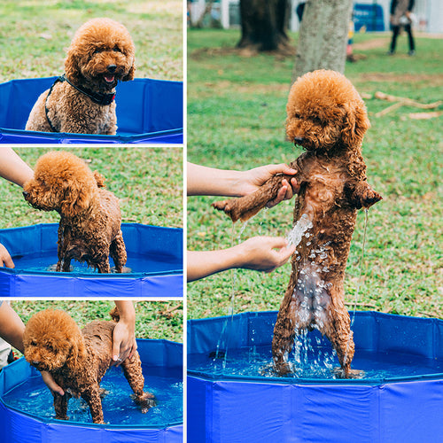 Piscine pour animaux de compagnie, pliable pour véhicule et déplacements – vue principale