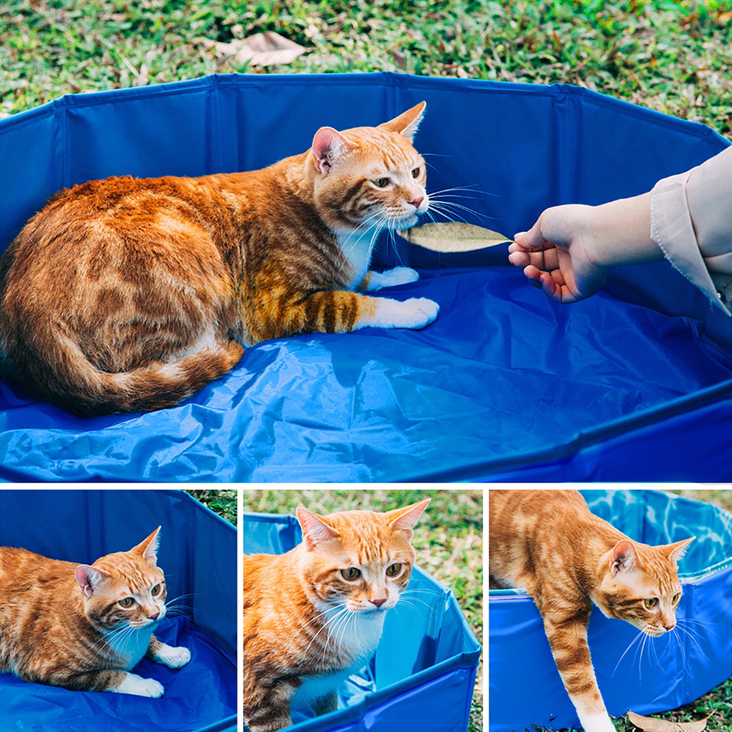 Piscine pour animaux de compagnie, pliable pour véhicule et déplacements – vue détaillée 2
