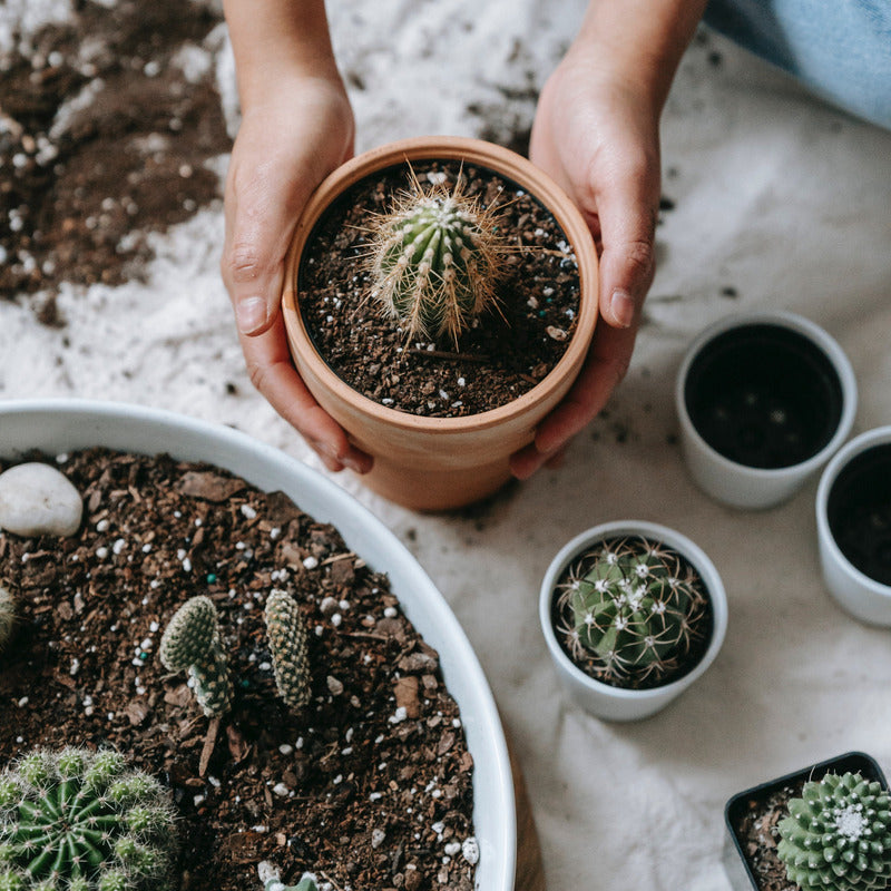 Plantes, 5L pour Cactus et Plantes Grasses Aloe 5L Permeable – vue détaillée 2