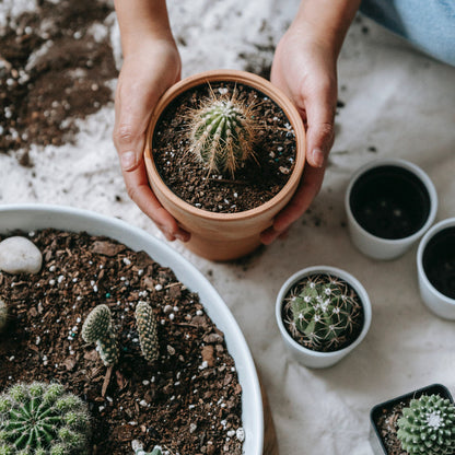 Plantes, 5L pour Cactus et Plantes Grasses Aloe 5L Permeable – vue détaillée 2