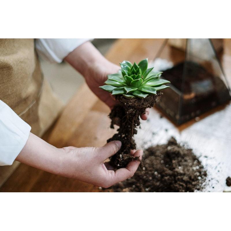 Plantes, 5L pour Cactus et Plantes Grasses Aloe 5L Permeable – vue détaillée 3