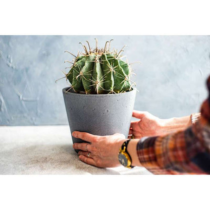Plantes, 5L pour Cactus et Plantes Grasses Aloe 5L Permeable – vue détaillée 5