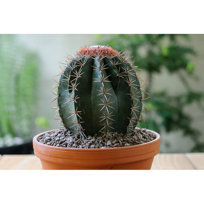 Plantes, 5L pour Cactus et Plantes Grasses Aloe 5L Permeable – vue détaillée 7