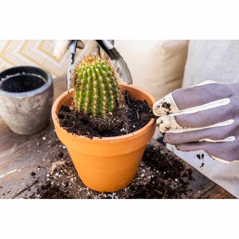 Plantes, 5L pour Cactus et Plantes Grasses Aloe 5L Permeable – vue détaillée 8