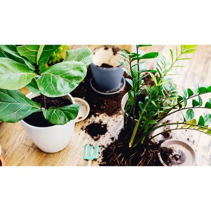 Substrat, 5L pour plantes vertes avec engrais Biovita et jardin – vue détaillée 4