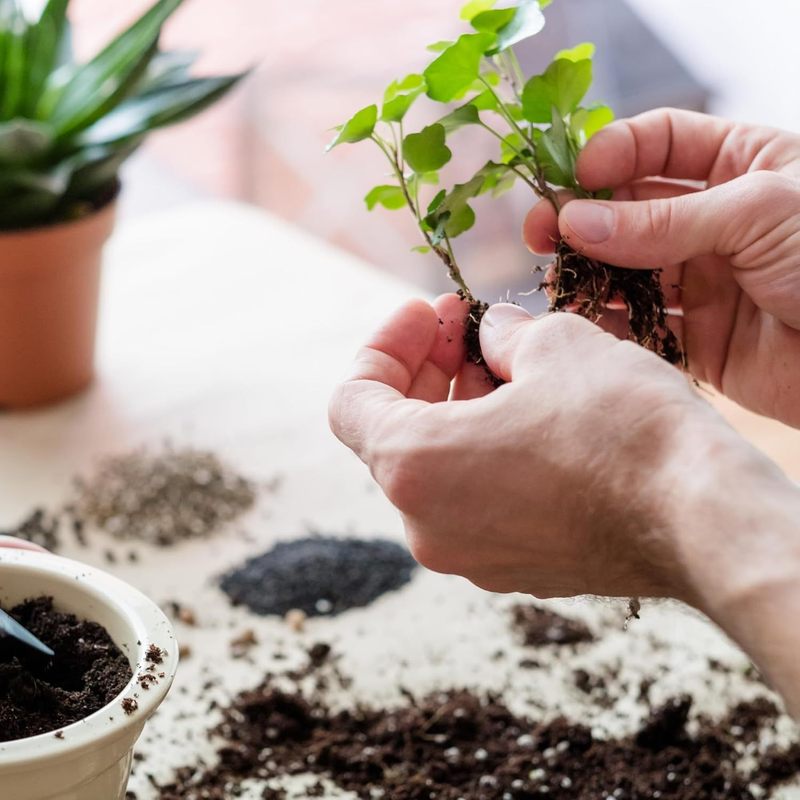 Substrat, 5L pour plantes vertes avec engrais Biovita et jardin – vue détaillée 8