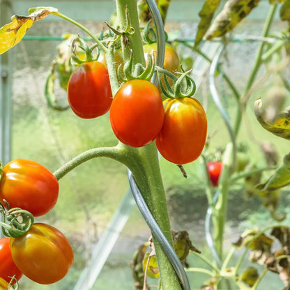 Support pour plants de tomates, 20 pièces pour jardin et balcon – vue détaillée 6