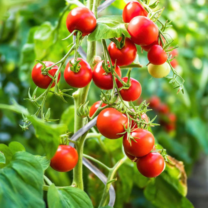 Support pour plants de tomates, 20 pièces pour jardin et balcon – vue détaillée 10