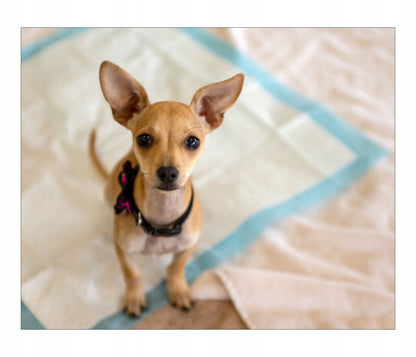 Tapis d'entraînement pour animaux et maison – vue détaillée 4