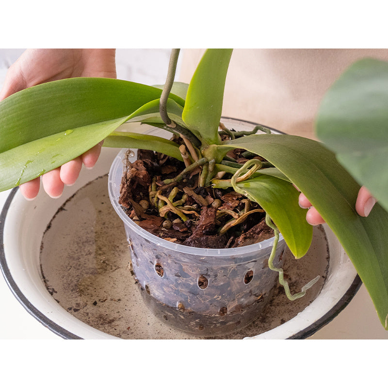 Terre de culture naturelle, 3L pour orchidées 3L Biovita et quotidien – vue détaillée 2