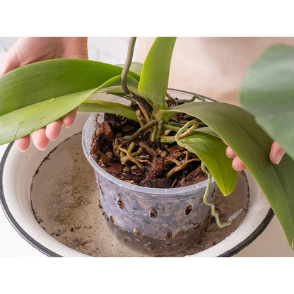 Terre de culture naturelle, 3L pour orchidées 3L Biovita et quotidien – vue détaillée 2
