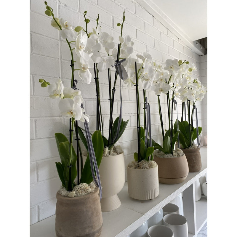 Terre de culture naturelle, 3L pour orchidées 3L Biovita et quotidien – vue détaillée 3