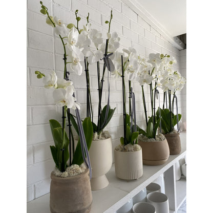 Terre de culture naturelle, 3L pour orchidées 3L Biovita et quotidien – vue détaillée 3