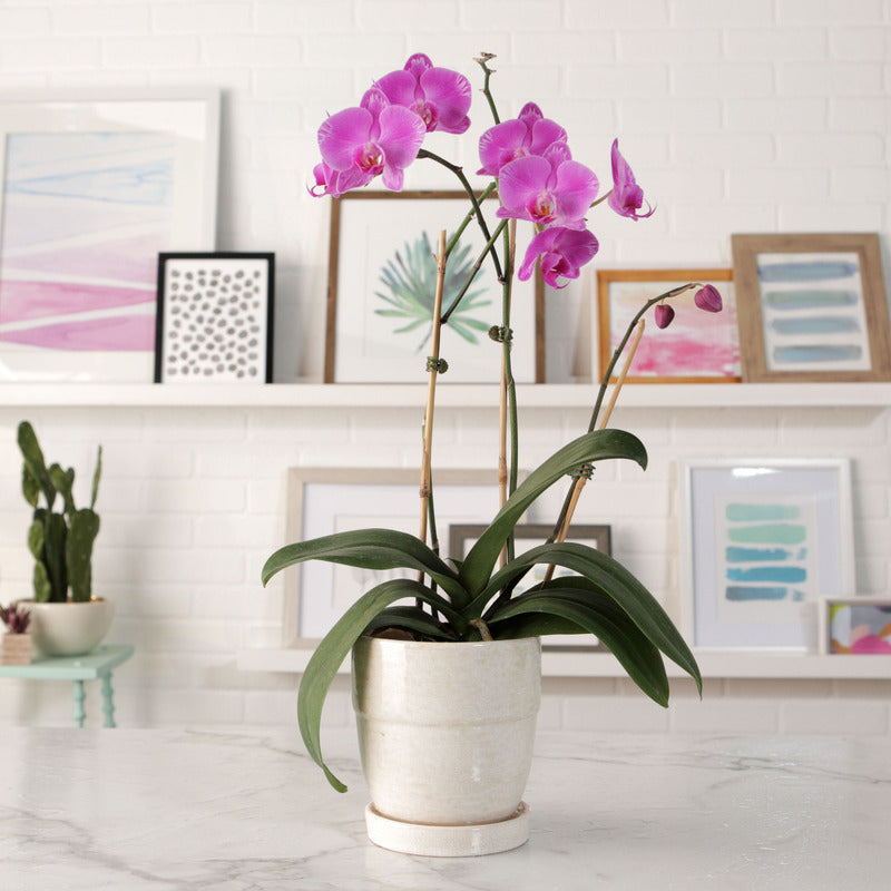 Terre de culture naturelle, 3L pour orchidées 3L Biovita et quotidien – vue détaillée 4