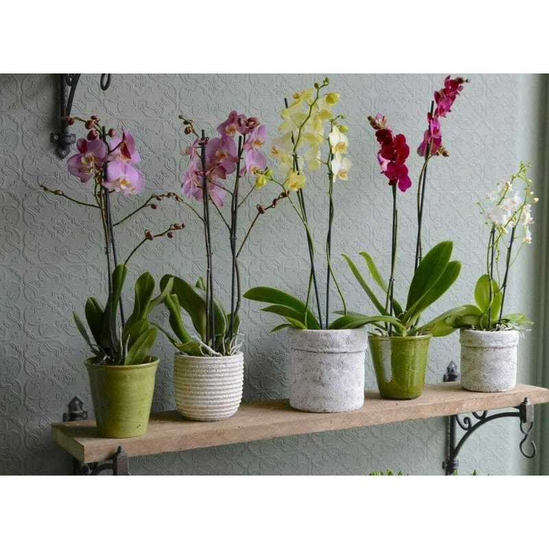Terre de culture naturelle, 3L pour orchidées 3L Biovita et quotidien – vue détaillée 5