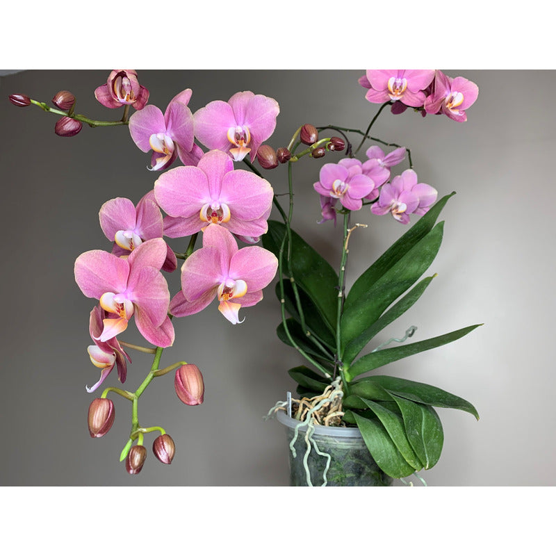 Terre de culture naturelle, 3L pour orchidées 3L Biovita et quotidien – vue détaillée 7