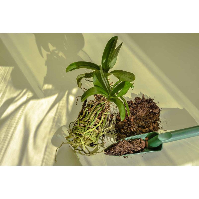 Terre de culture naturelle, 3L pour orchidées 3L Biovita et quotidien – vue détaillée 8