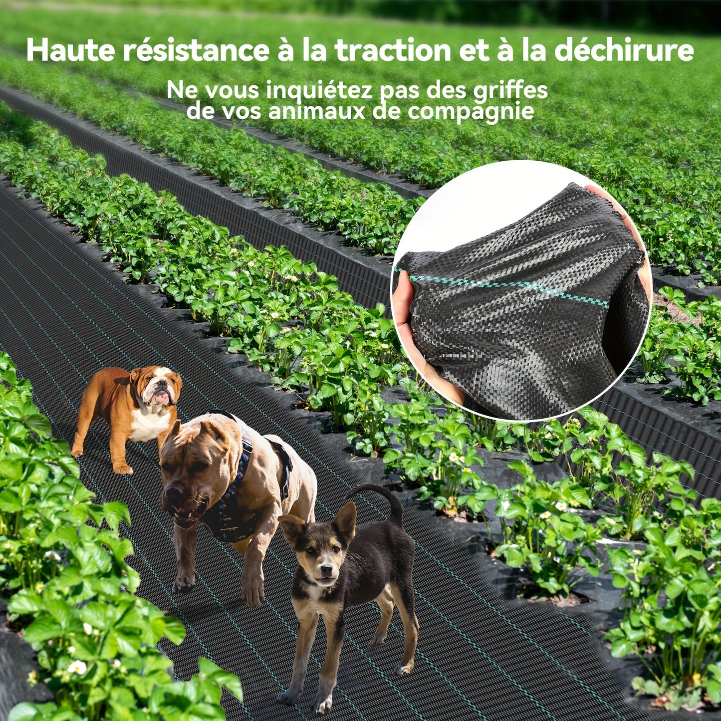 Toile anti-mauvaises herbes, 2*25M pour jardin et terrasse – vue détaillée 14