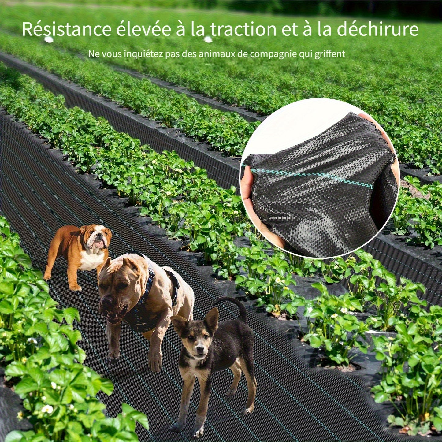 Toile anti-mauvaises herbes, 2*50 M pour aménagement paysager et jardin – vue détaillée 8
