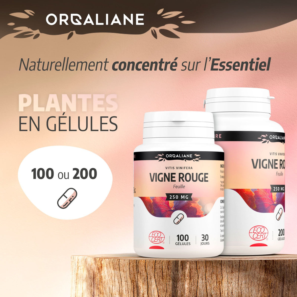 Vigne Rouge Biologique, 100 gélules pour quotidien et maison – vue détaillée 2