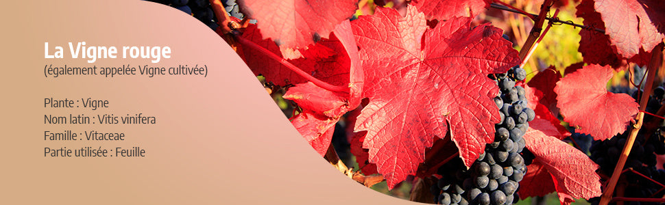 Vigne Rouge Biologique, 100 gélules pour quotidien et maison – vue détaillée 8
